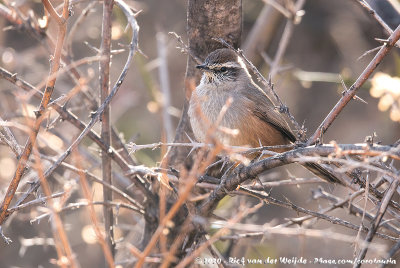 Dusky-Tailed Canastero  (Donkerstaartcanastero)