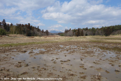 Rice Fields in winter state