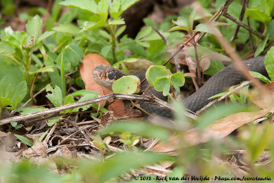 Southern RacerColuber constrictor priapus