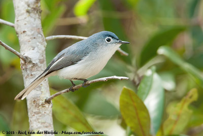 Blue-Grey GnatcatcherPolioptila caerulea caerulea