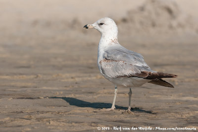 Ring-Billed Gull<br><i>Larus delawarensis</i>