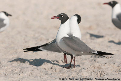 Laughing Gull  (Lachmeeuw)