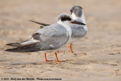 Forster's Tern  (Forsters Stern)