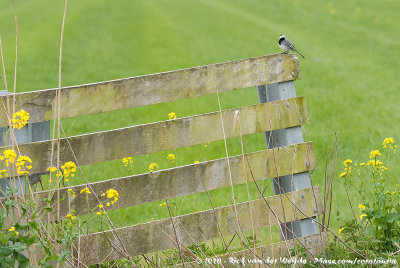 White WagtailMotacilla alba alba