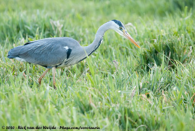 Grey HeronArdea cinerea cinerea