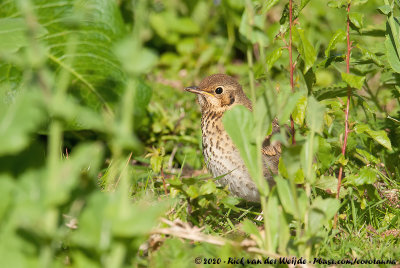 Song ThrushTurdus philomelos philomelos