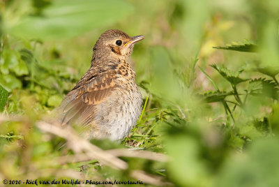 Song ThrushTurdus philomelos philomelos