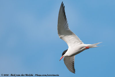 Common Tern  (Visdief)