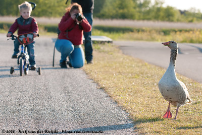 Greylag GooseAnser anser anser