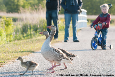 Greylag GooseAnser anser anser