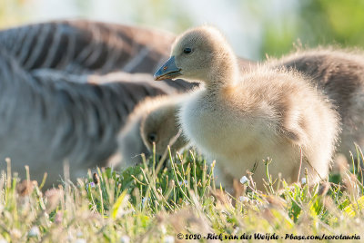 Greylag GooseAnser anser anser