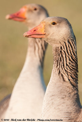 Greylag GooseAnser anser anser