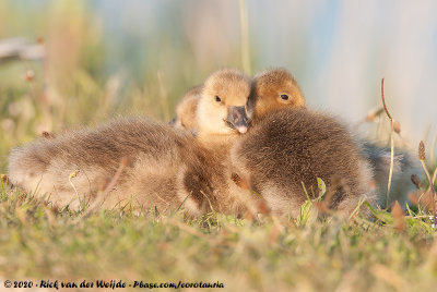 Greylag GooseAnser anser anser