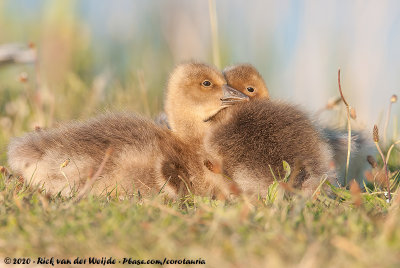 Greylag GooseAnser anser anser