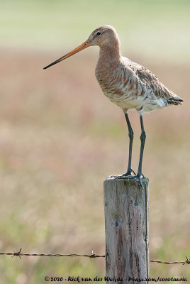 Black-Tailed GodwitLimosa limosa limosa