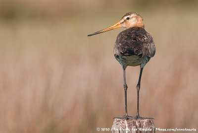 Black-Tailed GodwitLimosa limosa limosa