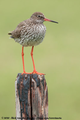 Common RedshankTringa totanus totanus