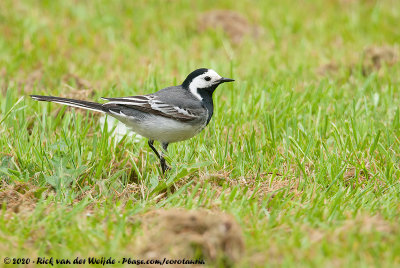 White WagtailMotacilla alba alba