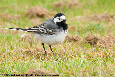 White WagtailMotacilla alba alba