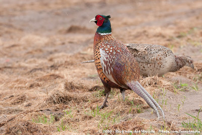 Common PheasantPhasianus colchicus ssp.