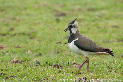 Northern LapwingVanellus vanellus