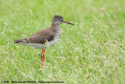 Common RedshankTringa totanus totanus