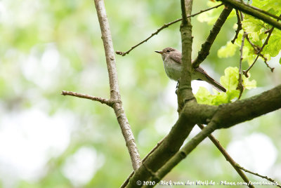 Spotted FlycatcherMuscicapa striata striata