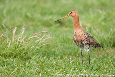 Black-Tailed GodwitLimosa limosa limosa