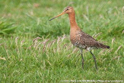 Black-Tailed GodwitLimosa limosa limosa