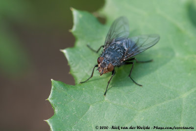 Blue Blowfly  (Roodwangbromvlieg)