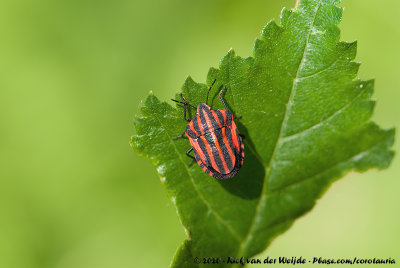 Striped Shield BugGraphosoma italicum italicum