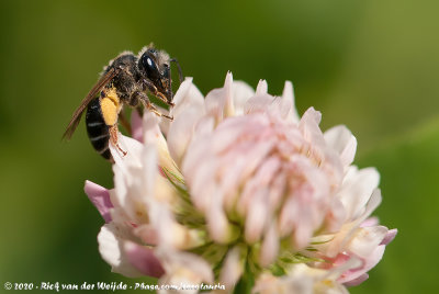 Wilke's Mining Bee  (Geelstaartklaverzandbij)