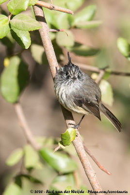 Tufted Tit-TyrantAnairetes parulus parulus