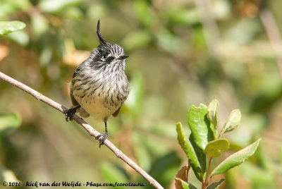 Tufted Tit-Tyrant<br><i>Anairetes parulus parulus</i>