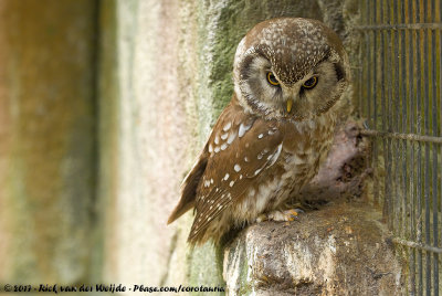 Boreal OwlAegolius funereus funereus