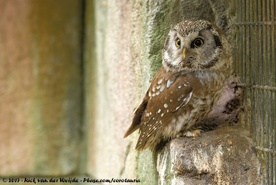 Boreal Owl  (Ruigpootuil)