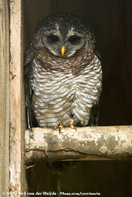 African Wood Owl  (Afrikaanse Bosuil)