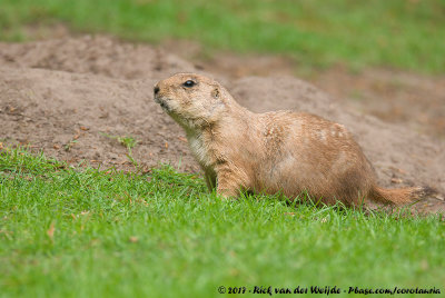 Black-Tailed Prairie DogCynomys ludovicianus ssp.