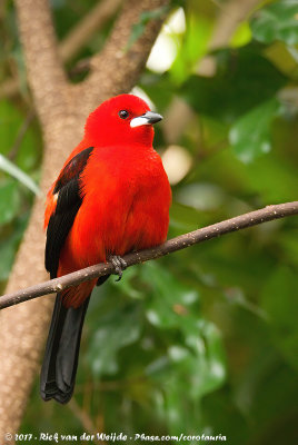 Brazilian TanagerRamphocelus bresilia ssp.