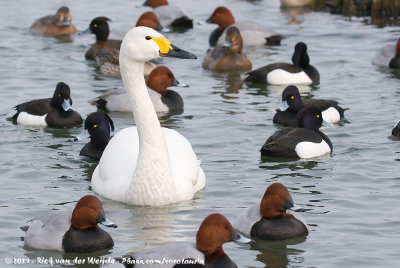 Bewick's SwanCygnus columbianus bewickii