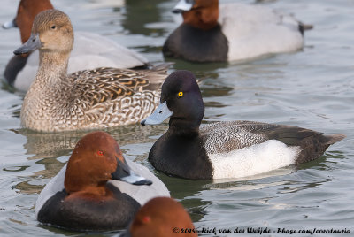 Lesser ScaupAythya affinis