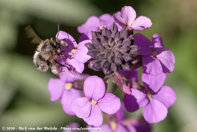 Hairy-Footed Flower BeeAnthophora plumipes