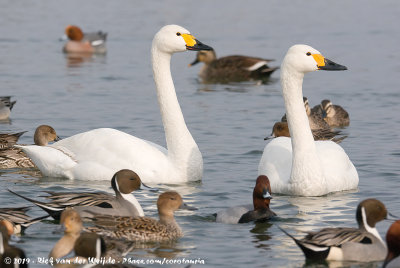 Bewick's SwanCygnus columbianus bewickii