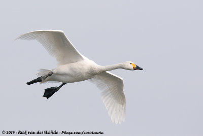 Bewick's SwanCygnus columbianus bewickii