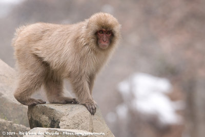 Japanese Macaque<br><i>Macaca fuscata fuscata</i>