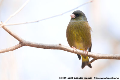 Grey-Capped Greenfinch  (Chinese Groenling)