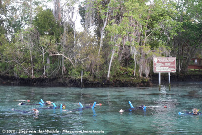 Snorkling with Manatees