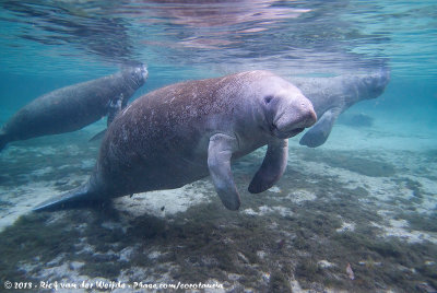 West Indian Manatee  (Caribische Lamantijn)