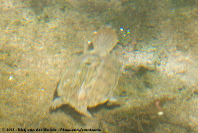 Loggerhead Musk TurtleSternotherus minor