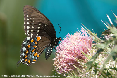 Spicebush Swallowtail  (Papilio troilus)